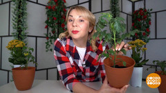 Растим томаты. Доброе утро. Суббота. Фрагмент