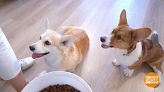 Переводим собаку на другой корм. Доброе утро. Фрагмент