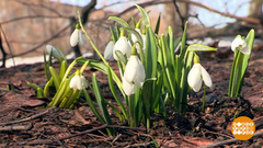 Природа лечит! Доброе утро. Суббота. Фрагмент