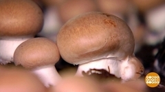 Вешенки или шампиньоны? Белые или коричневые? Доброе утро. Фрагмент