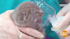 Ингаляции для кота. Доброе утро. Фрагмент