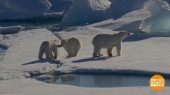 Бэби-бум у белых мишек. Доброе утро. Фрагмент