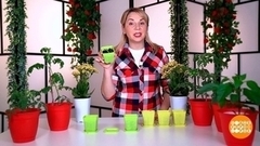 Проращиваем семена – всего за день! Доброе утро. Суббота. Фрагмент