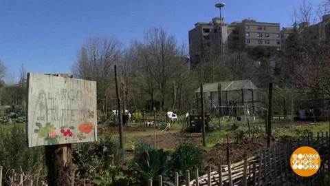 Римские каникулы в огородном стиле. Доброе утро. Фрагмент