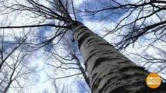 За березовым соком. Доброе утро. Фрагмент