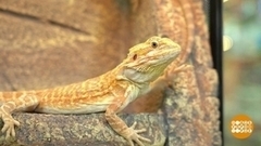 Как приручить дракона. Доброе утро. Суббота. Фрагмент