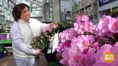 «Ленивый» огород. Доброе утро. Фрагмент