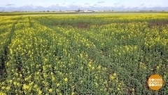 Степи в цвету. Доброе утро. Фрагмент