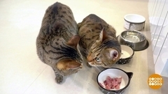 Мирим котов. Доброе утро. Суббота. Фрагмент