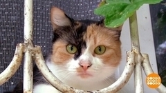 Москитная сетка: «антимошка» или «антикошка»? Доброе утро. Фрагмент