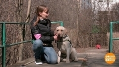 Как обучают собак-поводырей. Доброе утро. Фрагмент