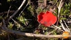 Грибы: и снова здравствуйте! Доброе утро. Фрагмент