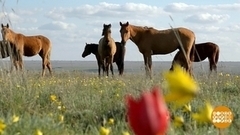 Поехали в Калмыкию! Доброе утро. Суббота. Фрагмент