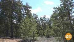 Берегите лес! Доброе утро. Фрагмент