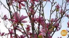 Все цветет! Доброе утро. Фрагмент