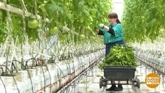 Как подработать в АПК. Доброе утро. Фрагмент