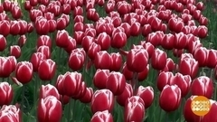 Тюльпаны цветут... Доброе утро. Фрагмент