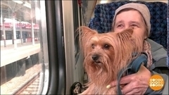 Дачные автобусы и электрички: все по правилам. Доброе утро. Суббота. Фрагмент