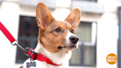 Подбираем амуницию для щенка. Доброе утро. Фрагмент