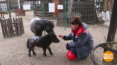 Пополнение в зоопарках. Доброе утро. Суббота. Фрагмент