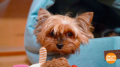 У собаки новая семья. Доброе утро. Фрагмент