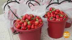 Клубничный сезон: на старт! Доброе утро. Фрагмент