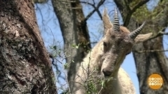 Перепись лесного населения. Доброе утро. Фрагмент