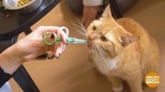 Учим кошку глотать таблетки. Доброе утро. Фрагмент