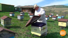 Правильный мед и правильные пчелы. Доброе утро. Фрагмент