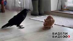 Предприимчивая ворона. Видели видео? Фрагмент