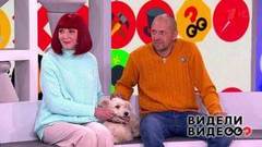 Незваные ночные гости; чихуахуа охраняет котят; французский бульдог любит смотреть на свинок; ворона стащила мясо. Видели видео? Часть 1