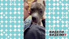Собака целует попугая. Видели видео? Фрагмент