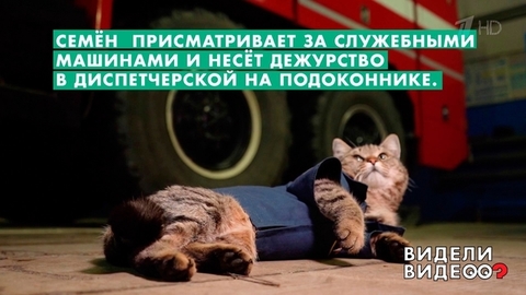 Кот-пожарный. Видели видео? Фрагмент