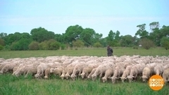 Овцы, кто на стрижку последний? Доброе утро. Фрагмент