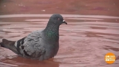 Рекордная жара в Индии. Доброе утро. Фрагмент