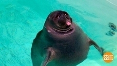 Нерпы: ну почему они такие милые? Доброе утро. Фрагмент