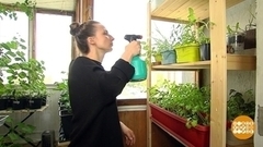 Огород на балконе. Доброе утро. Фрагмент