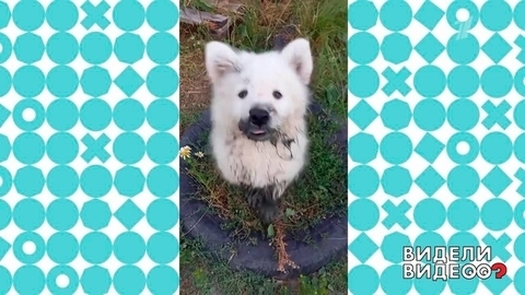 Видели видео? Анонс
