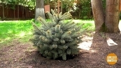 Сажаем елку, цветы и клубнику. Доброе утро. Суббота. Фрагмент