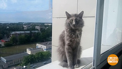 Безопасные окошки для кошки. Доброе утро. Фрагмент