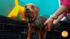 Как правильно мыть собаку. Доброе утро. Фрагмент