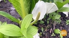 Лизихитоны: ядовитая красота. Доброе утро. Фрагмент