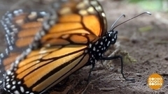 Заповедник королевских бабочек. Доброе утро. Фрагмент