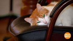 Петербургские коты, с праздником вас! Доброе утро. Фрагмент