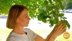 Собираем липовый цвет. Доброе утро. Фрагмент