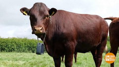 Коровье счастье. Доброе утро. Фрагмент