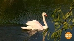 Плывите, лебеди! Доброе утро. Фрагмент