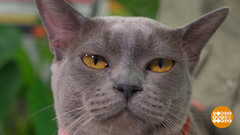 Как защитить собак и кошек от клещей. Доброе утро. Фрагмент