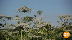 Как победить борщевик. Доброе утро. Фрагмент