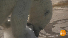 Зверское мороженое. Доброе утро. Фрагмент